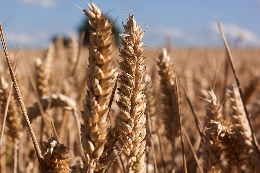 Gluten Alerjisi: Vücutta Yarattığı Tepkiler ve Öneriler